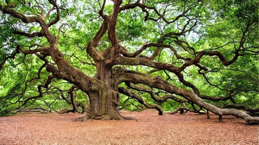 Do You Need A Wood Conditioner Before Staining Oak? Top Woodworking