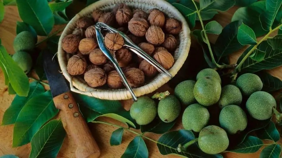 The Ultimate Guide To Walnut Wood Top Woodworking Advice