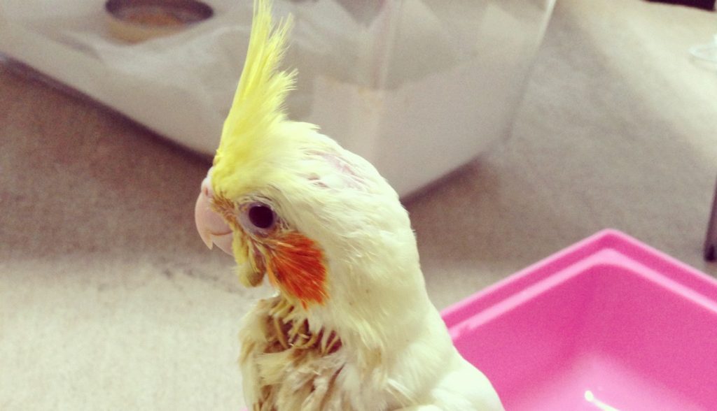 オカメインコの餌について：雛（ヒナ）の場合 鳥くさいどっとこむ
