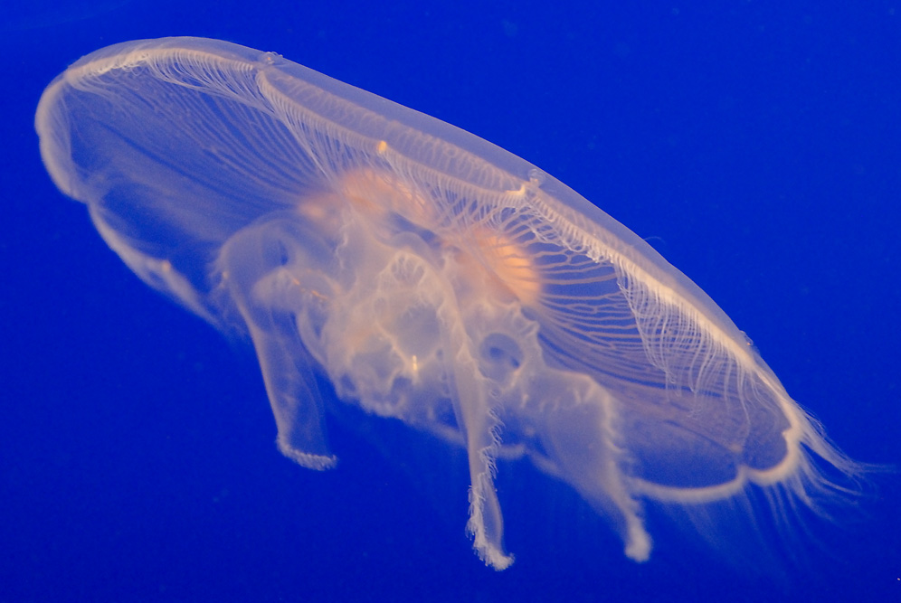 JellyFish Aquarium Maintenance Toronto Aquarium Service