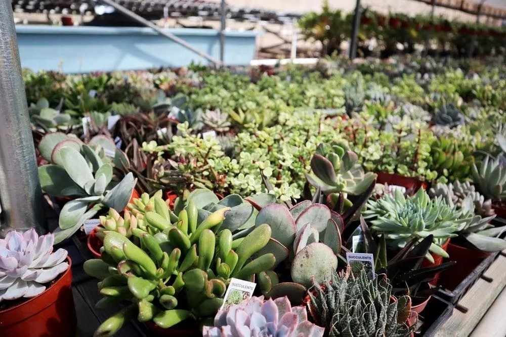 Best Houseplant Stores in Toronto