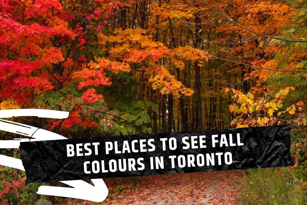 The 8 Best Places to View Fall Colours in Toronto [2023]