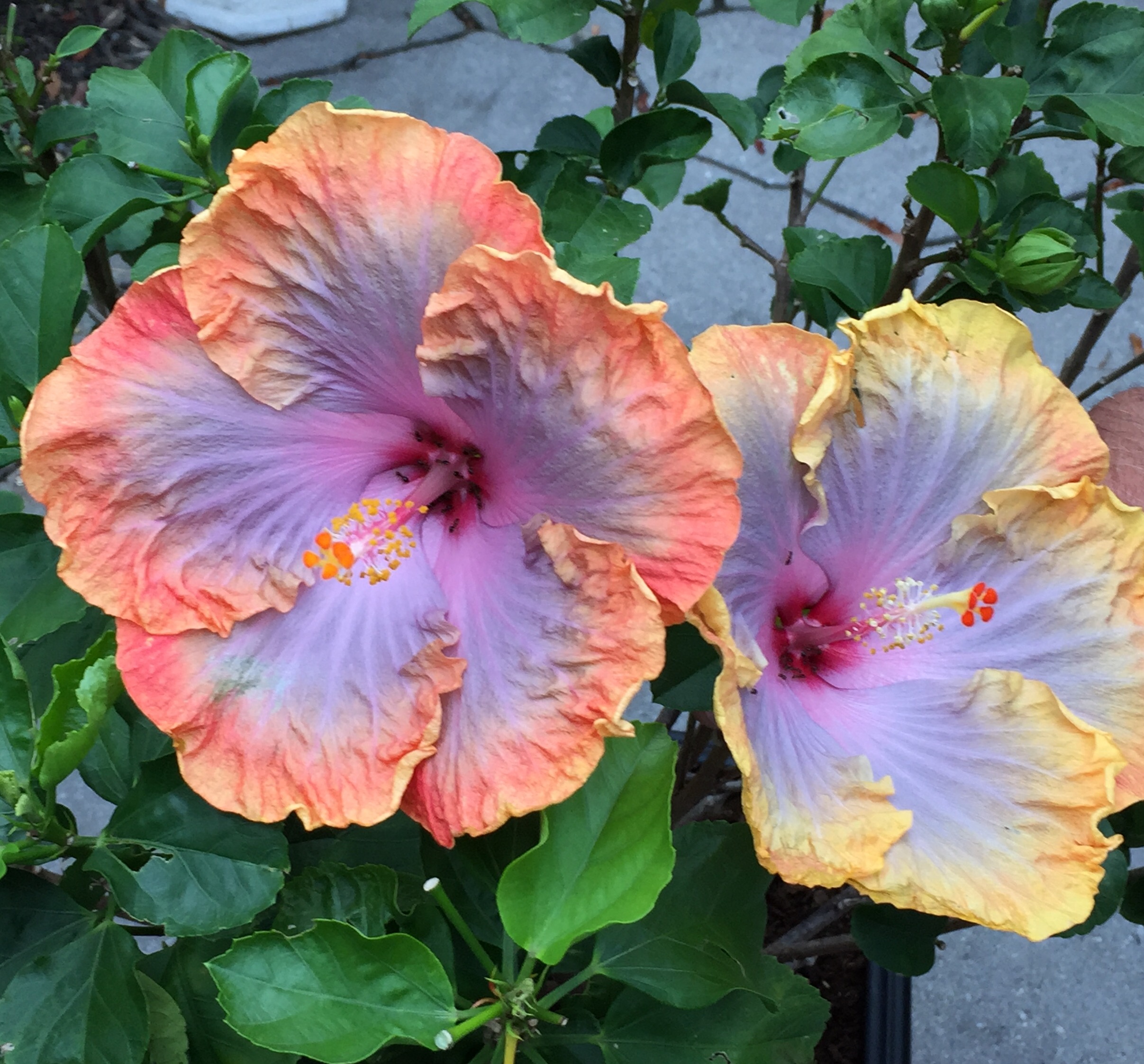 List 32+ Images flower that changes color during the day Excellent