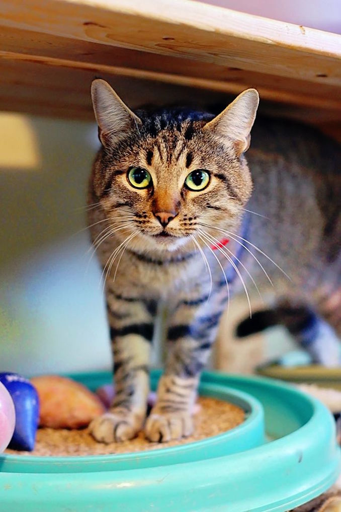 56 Best Images No Kill Cat Shelter Colorado Springs Lost Cat Bombay in COLORADO SPRINGS, CO