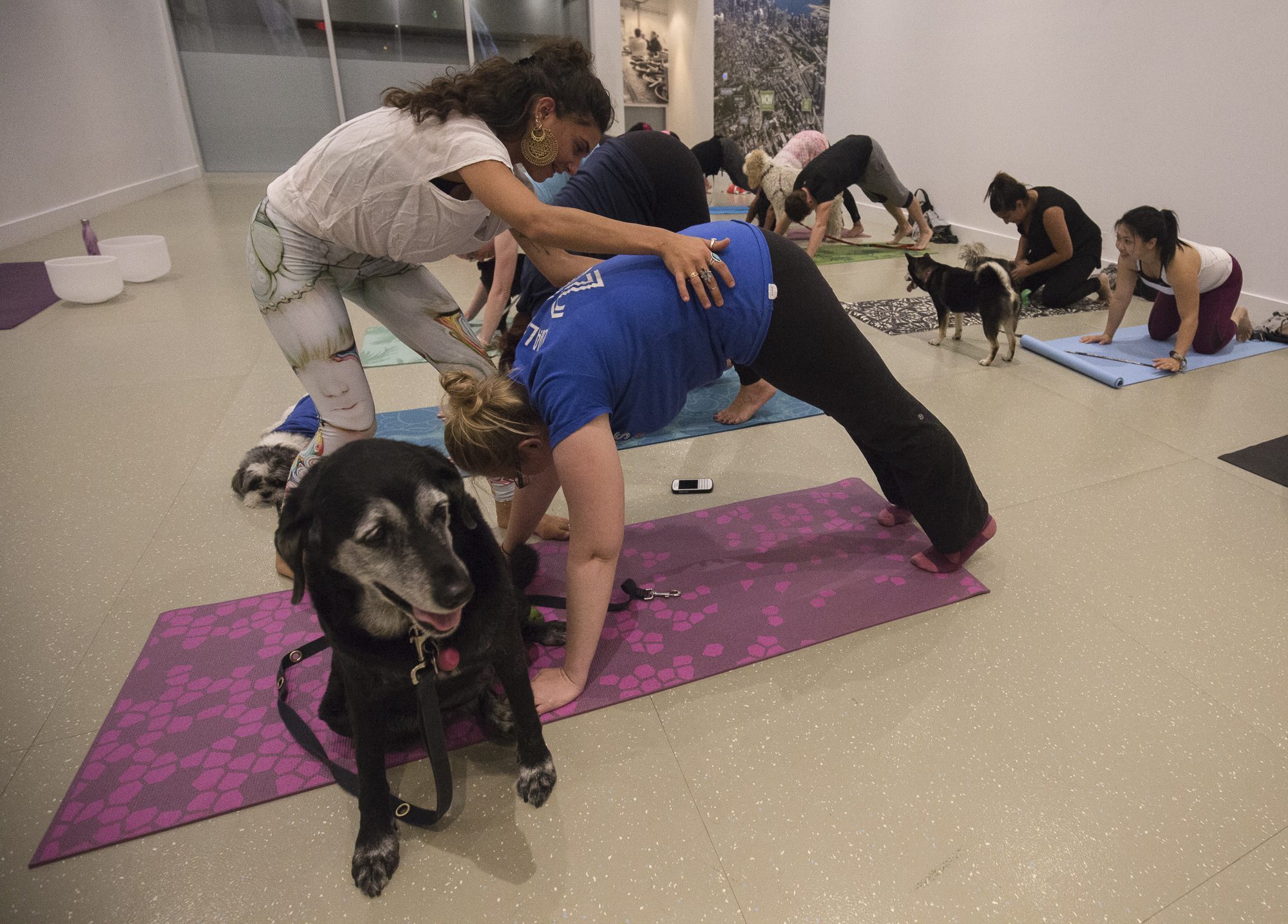 "The dogs found their Zen" We asked 10 people what it's