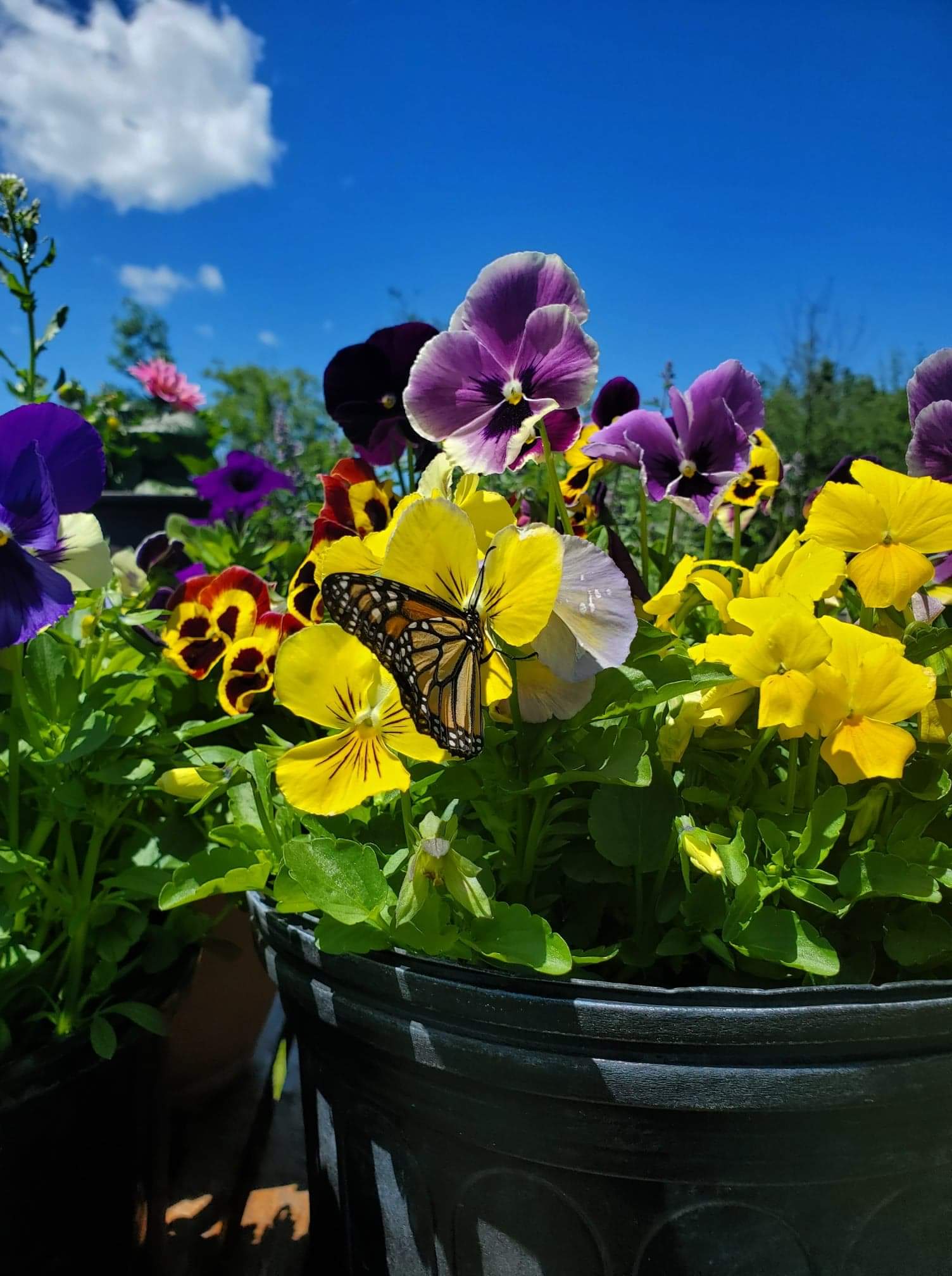 Ten pickyourownflower destinations within driving distance of Toronto