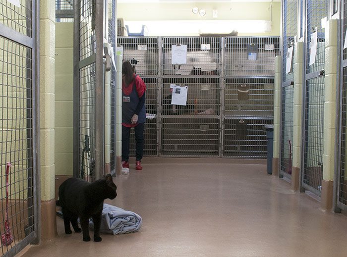 'Cat people' say removing pet quota can reduce feral cats The Toronto