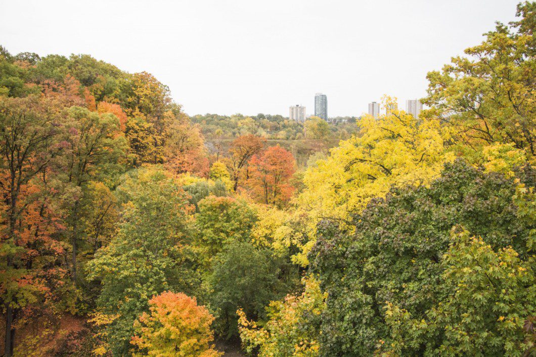 Top three places to see fall foliage in Toronto The Toronto Observer