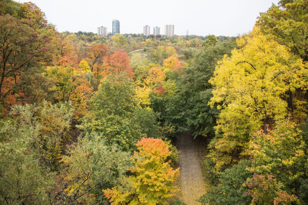 Top three places to see fall foliage in Toronto The Toronto Observer