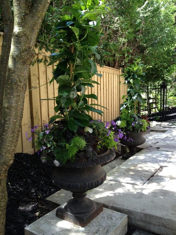 Toronto Planters by Grace Lewicki Mandevilla Planters