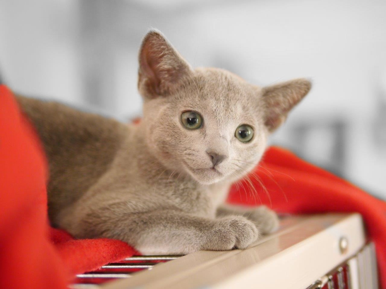 Daugava Russian Blues