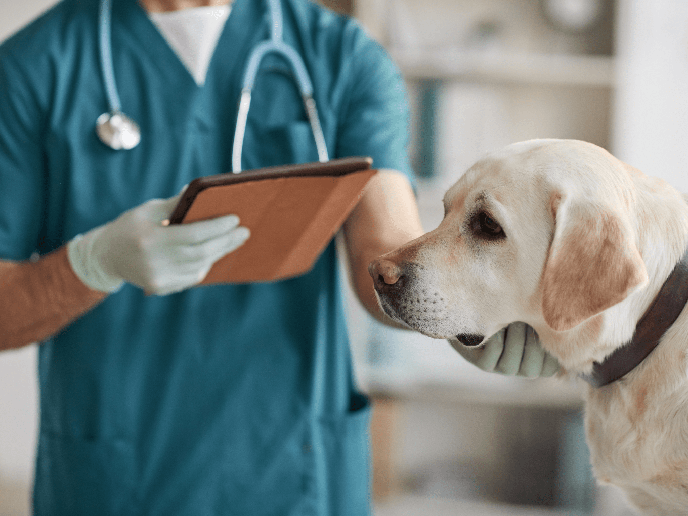 About Toronto Veterinary Clinic Vet In Toronto, ON M8V 2M1