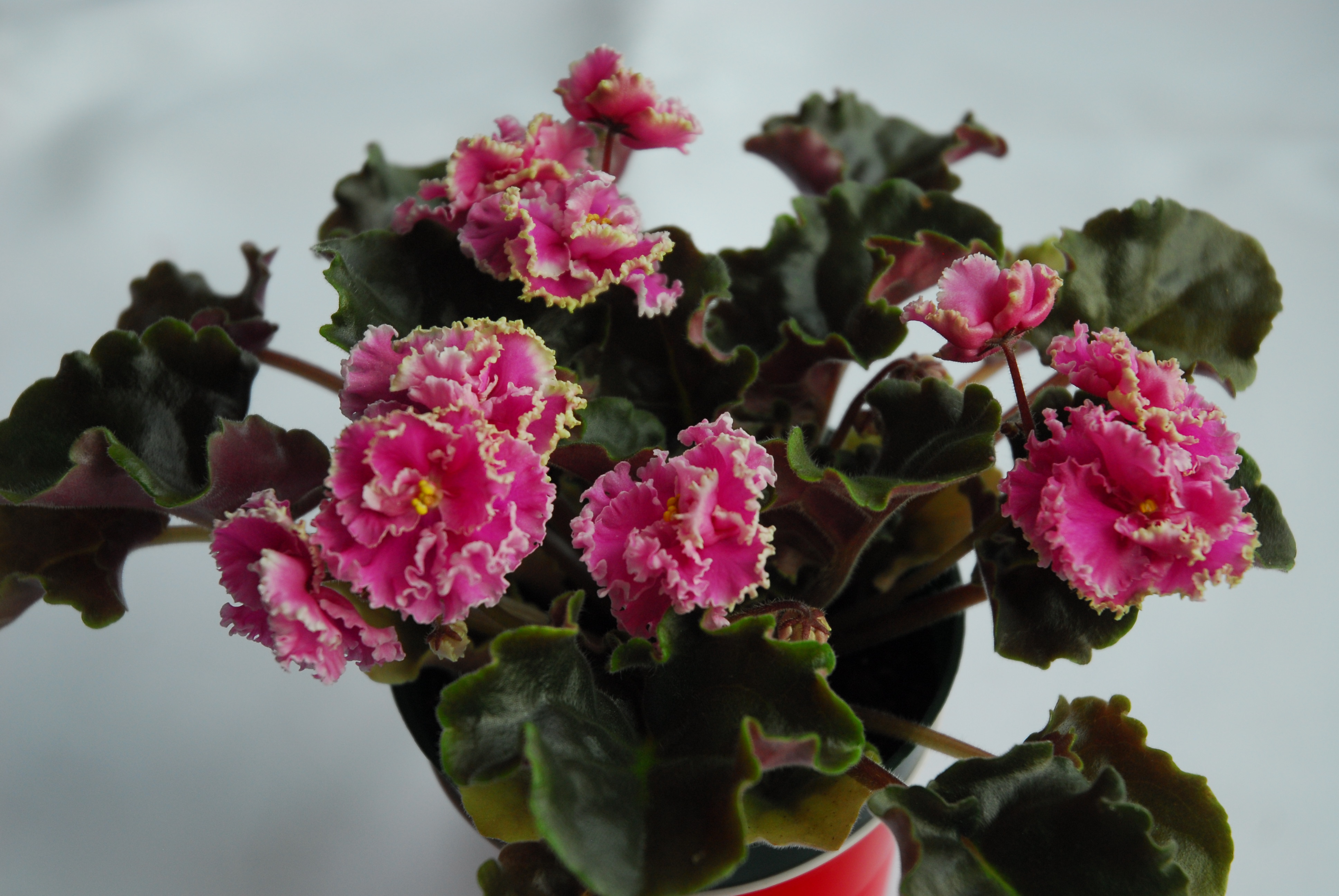 Lyndon Lyon African Violets callsignengineers