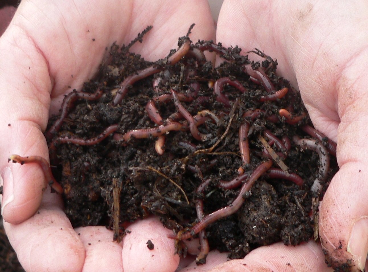 50 Red Wiggler Worms (Pick Up)