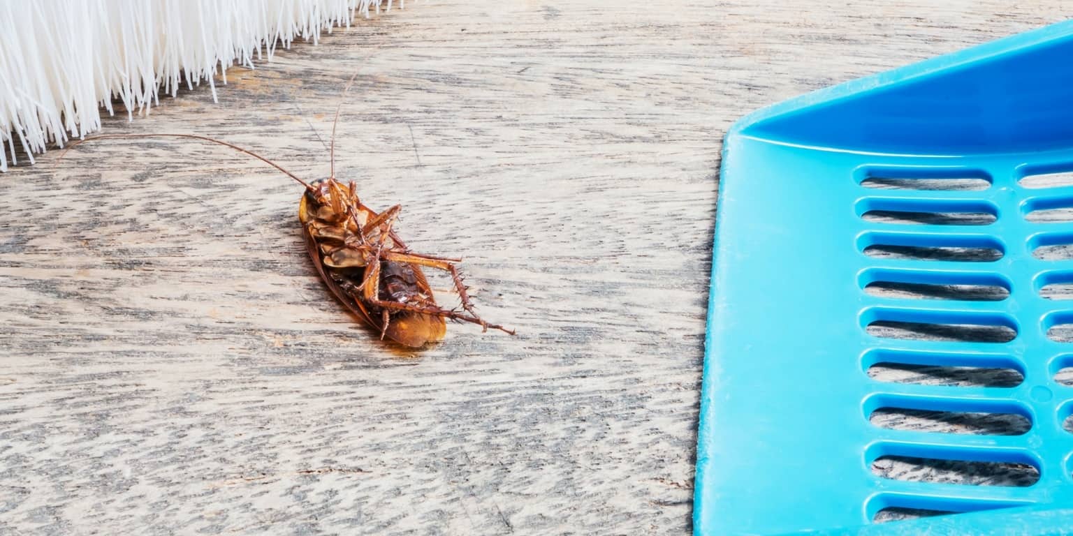 How To Get Rid Of Roaches In Car Fast? [Full Guide] Torque Trip