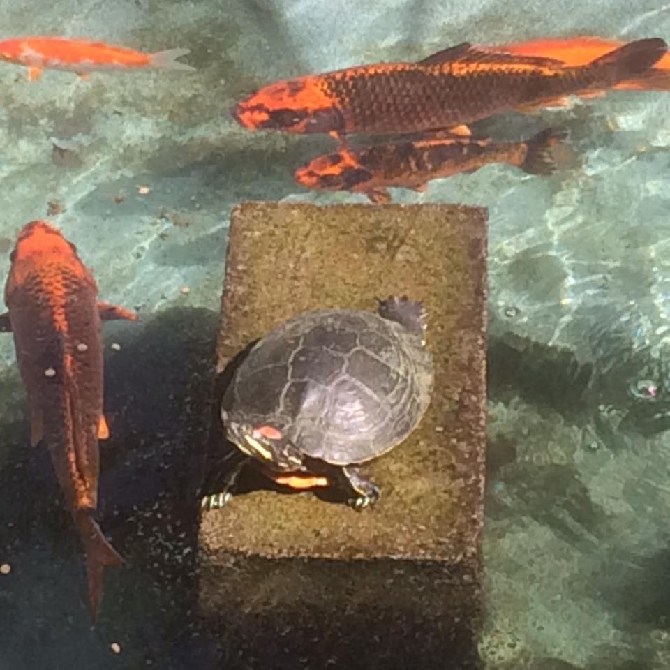 RedEarSliderCareInfo