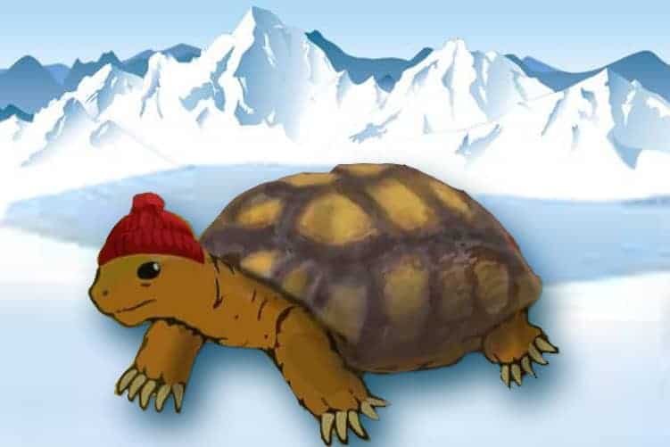 What Is the Best Tortoise Breed to Keep in Colder Climates Tortoise Expert