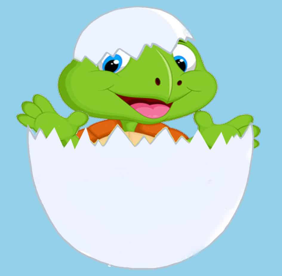 What You Need to Know About Buying and Incubating Tortoise Eggs