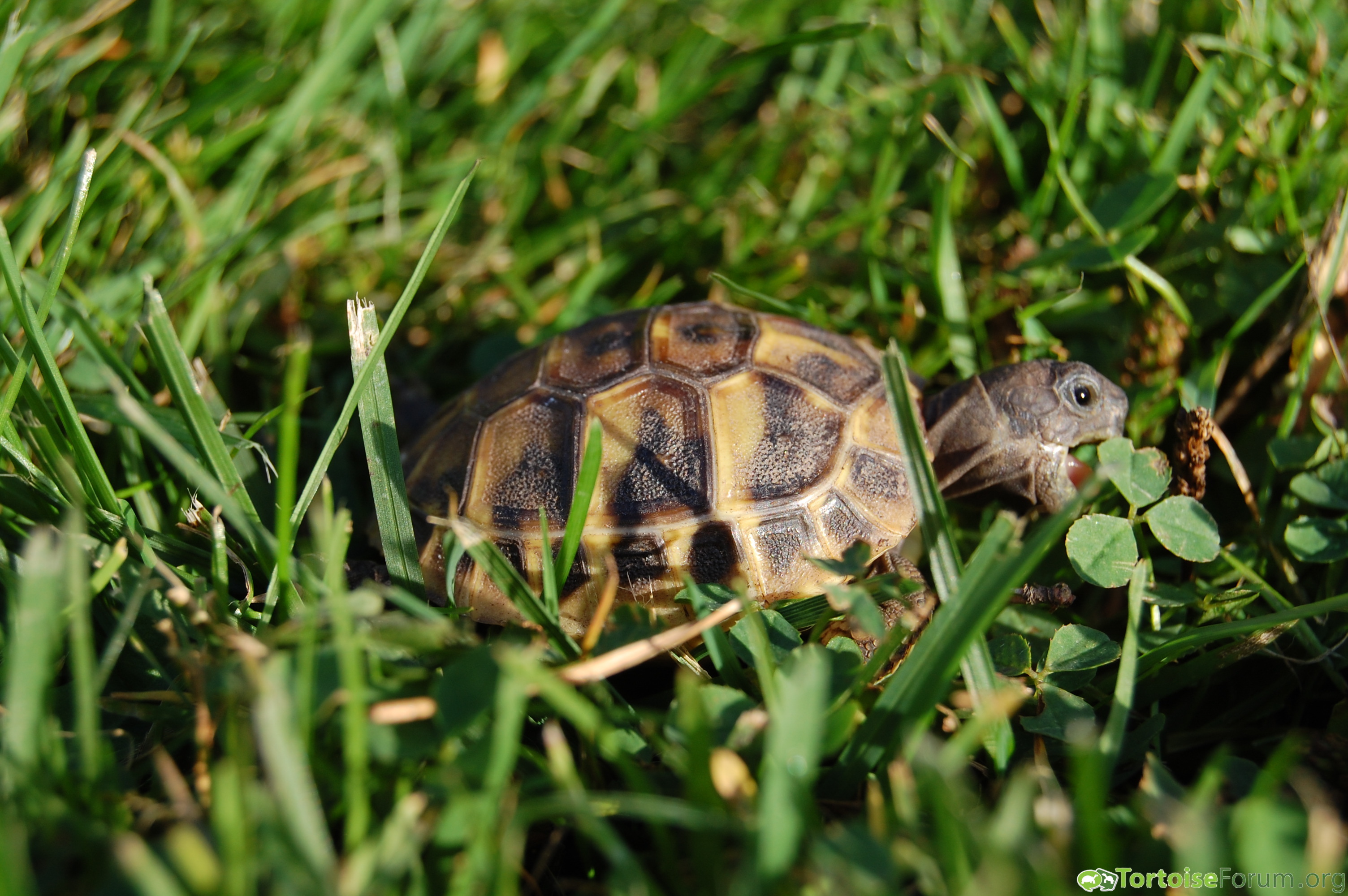 Hatchling eating clover and grass Tortoise Forum