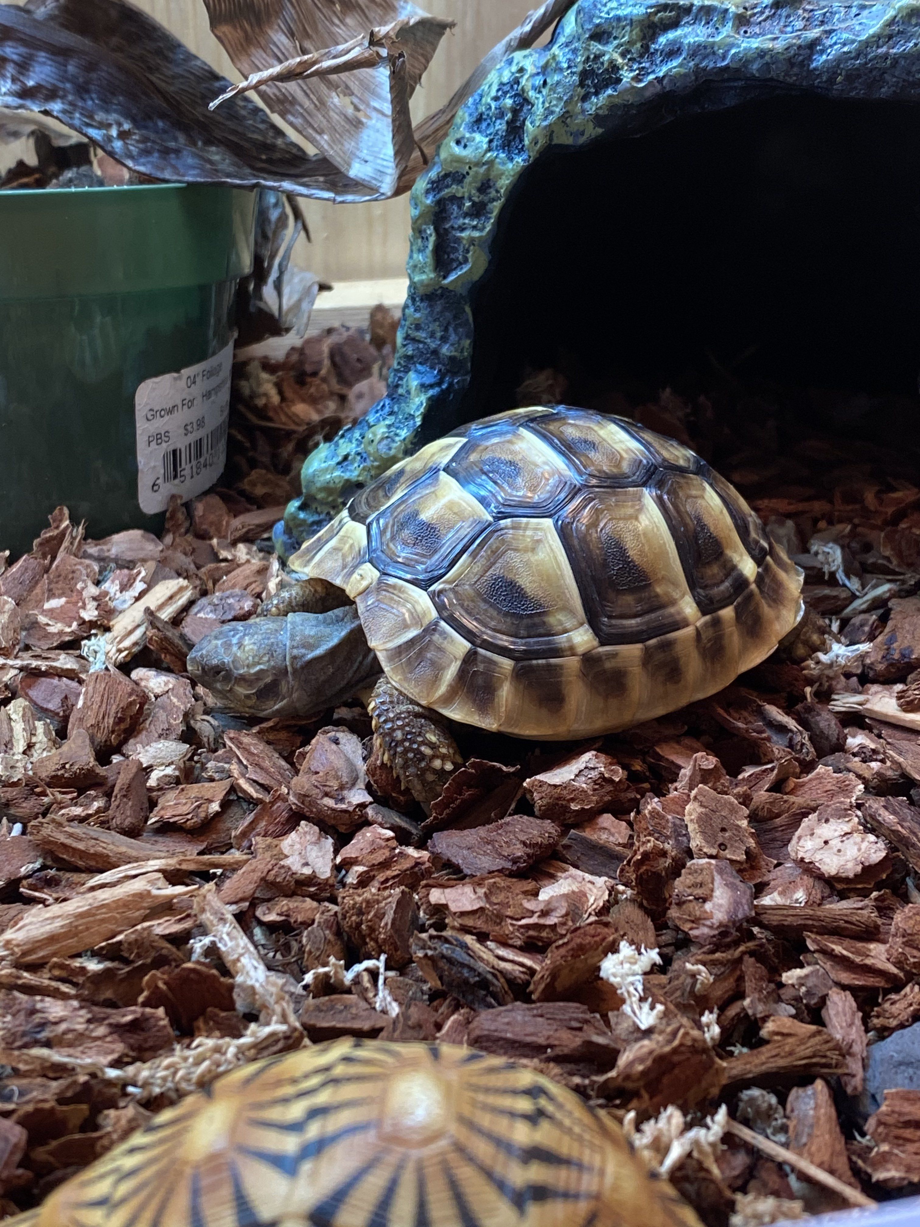 Taking naps Tortoise Forum