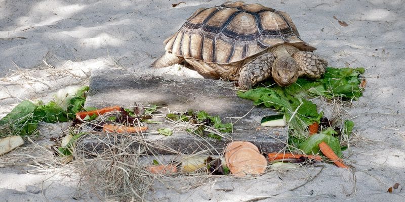 Leopard Tortoise Size Guide by Age and Growth Rate