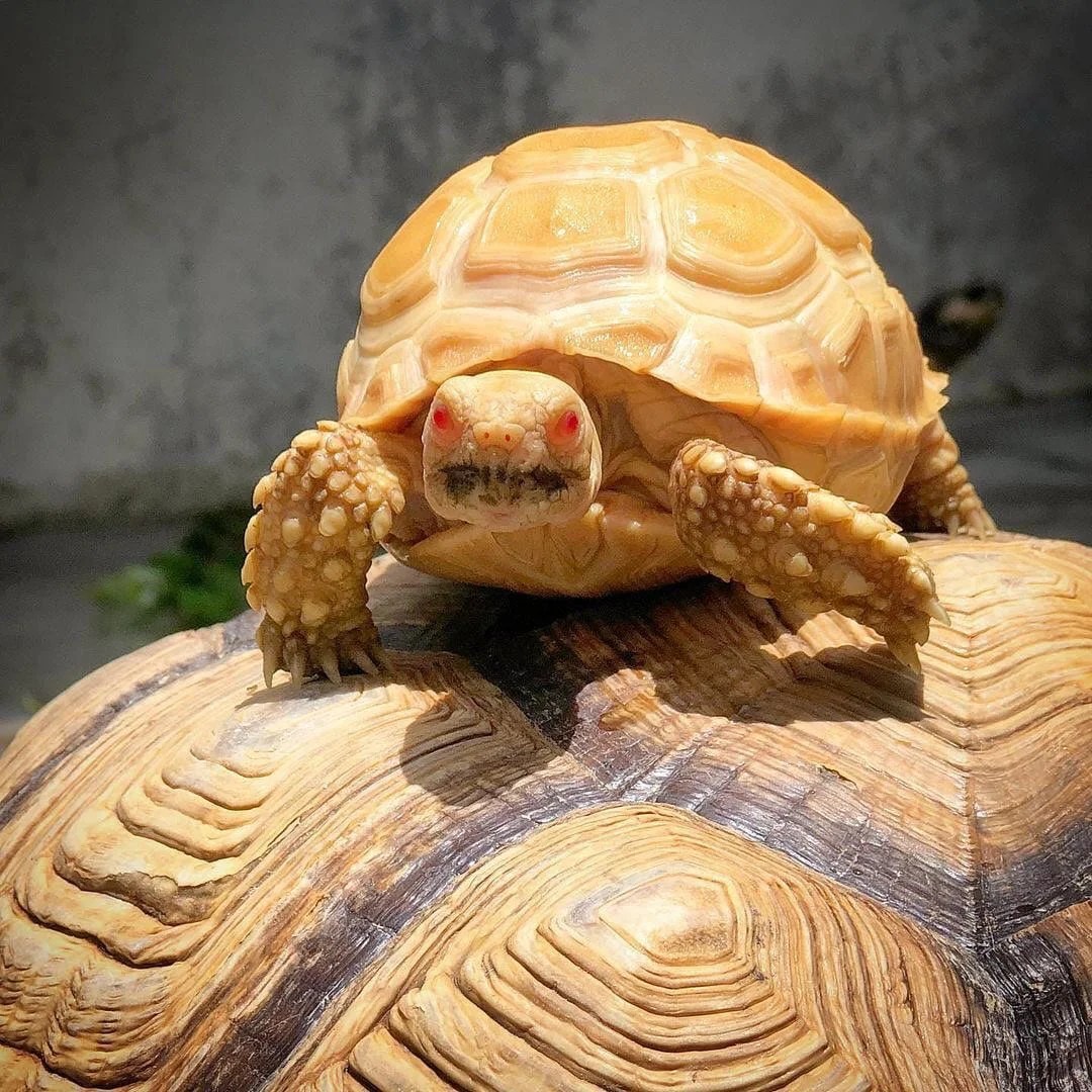 Albino African Sulcata Tortoise For Sale lupon.gov.ph