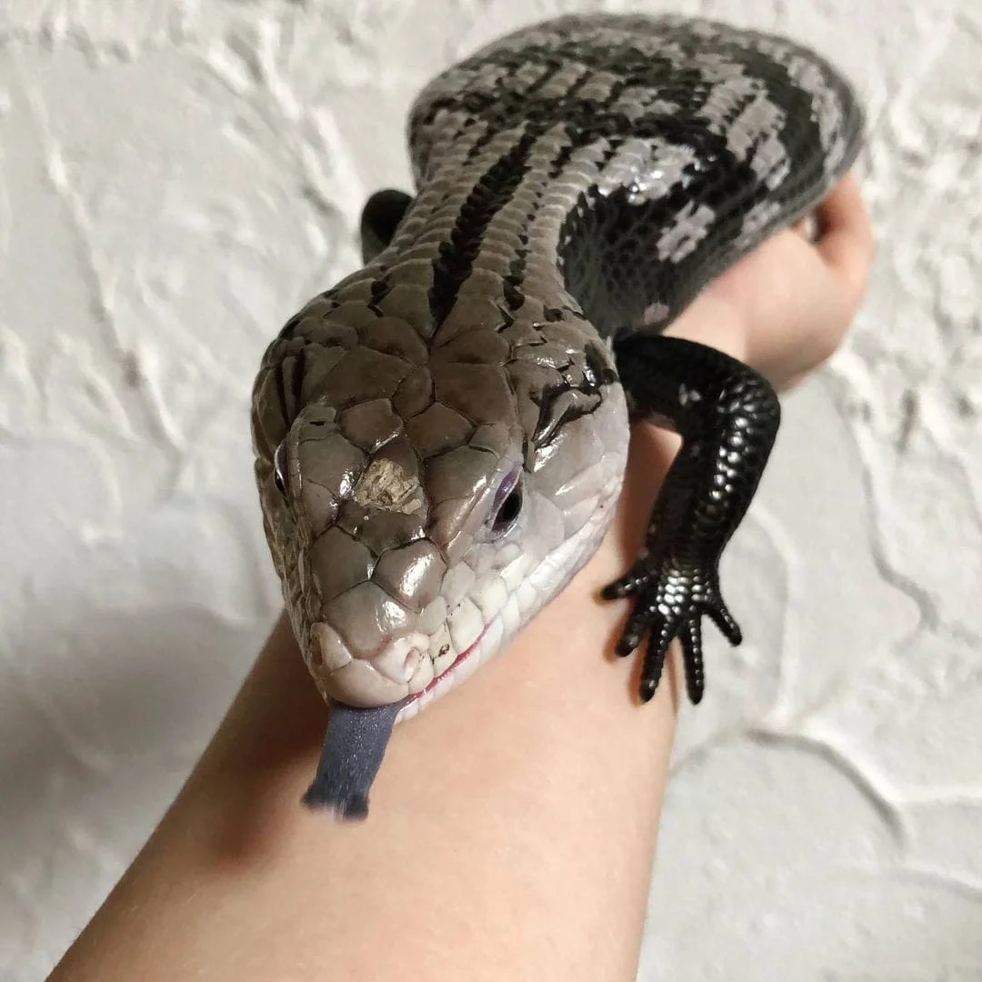 Looking For The Nicest Indonesian Halmahera Blue Tongue Skink For Sale