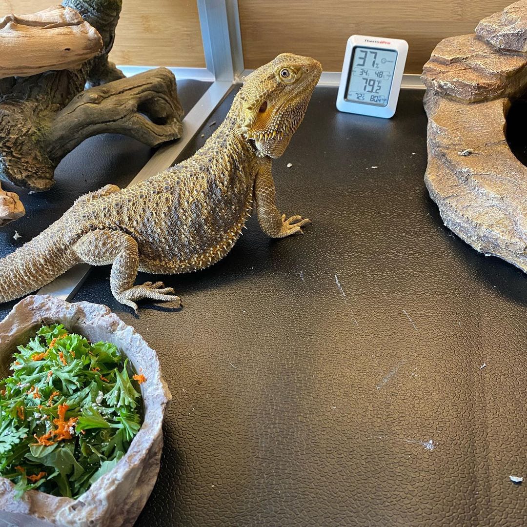 Zero bearded dragon Although several other species