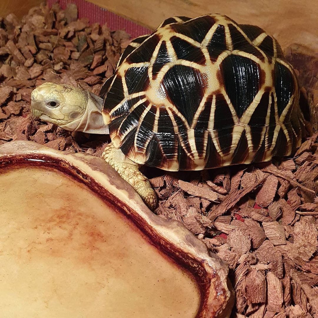 Burmese Star Tortoise