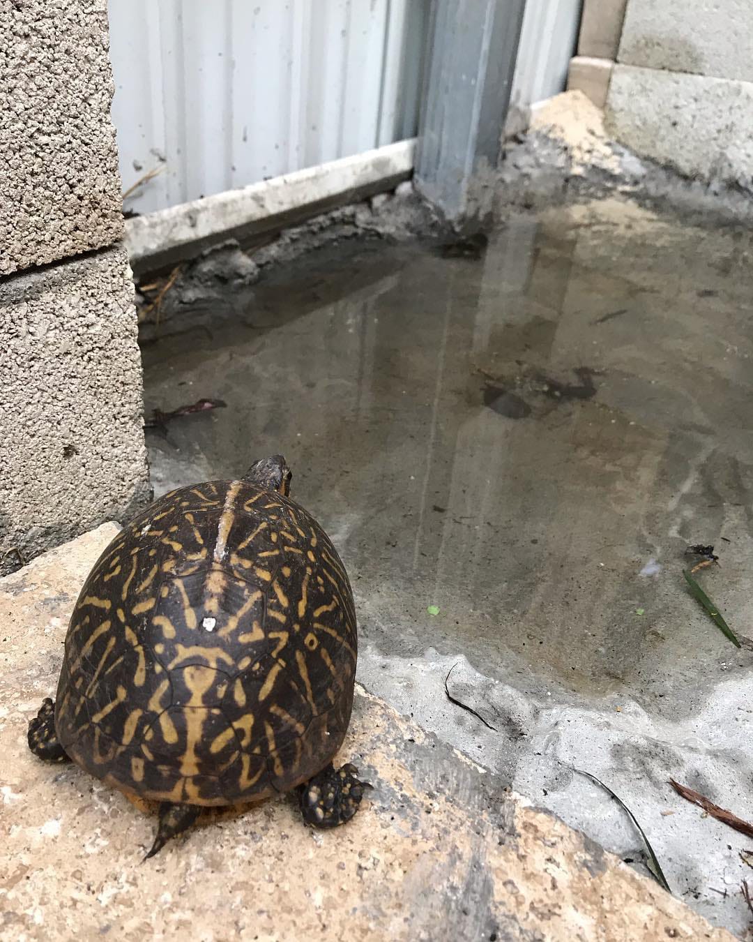Land Turtle Pet For Sale lupon.gov.ph
