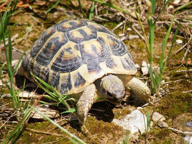 Prédateurs de la tortue d'Hermann à l'état sauvage