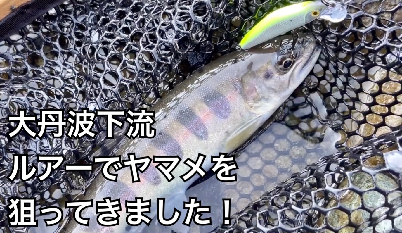 【奥多摩 渓流釣り】多摩川支流の大丹波川の下流へ、ヤマメを釣りに行ってきました。（入渓ポイント、駐車場など解説）