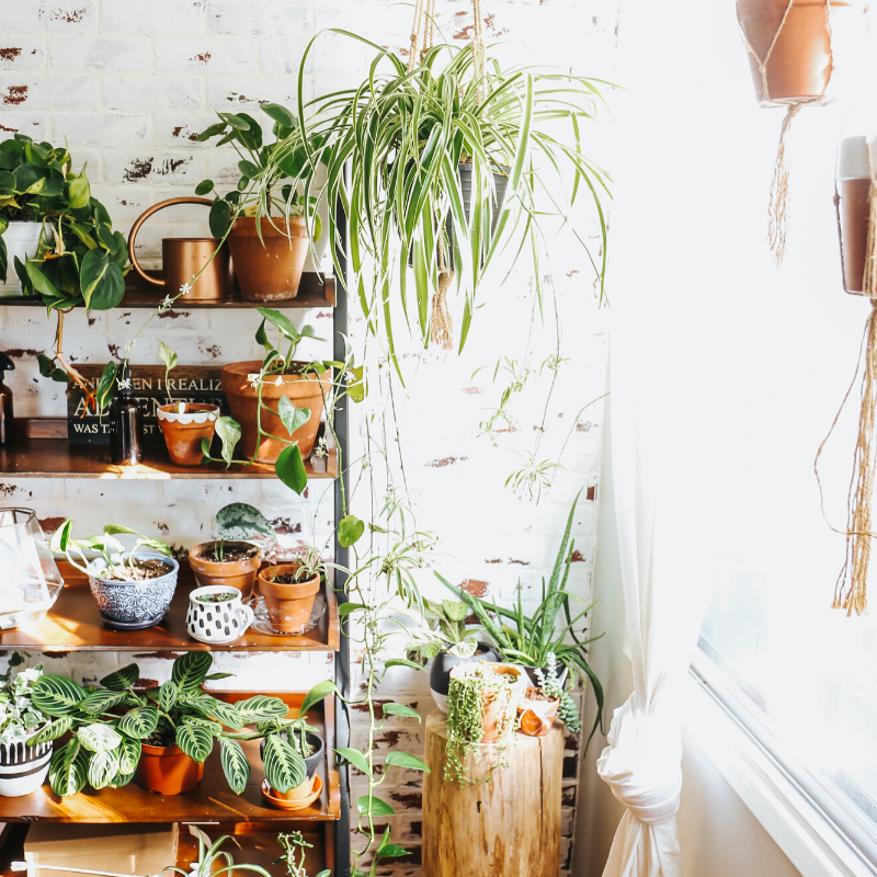 Easy Houseplants for Beginners! Tory Stender