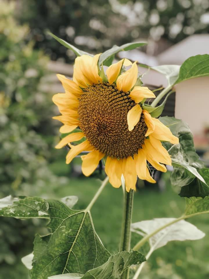 EASY VEGETABLES TO GROW IN YOUR BACKYARD GARDEN Tory Stender