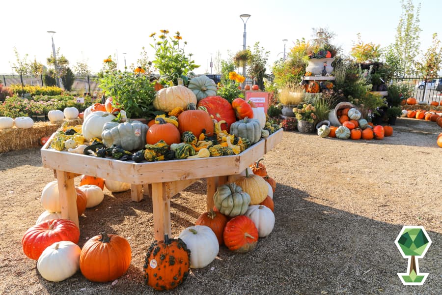 Exciting Fall Festivals and Plants to Get in the Ground From Franz Witte Garden Center