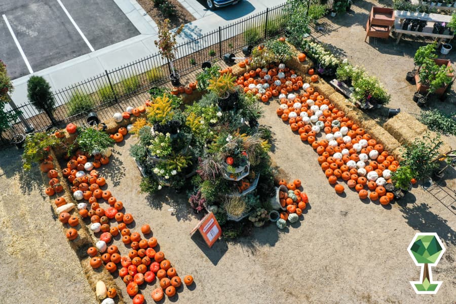 Exciting Fall Festivals and Plants to Get in the Ground From Franz Witte Garden Center