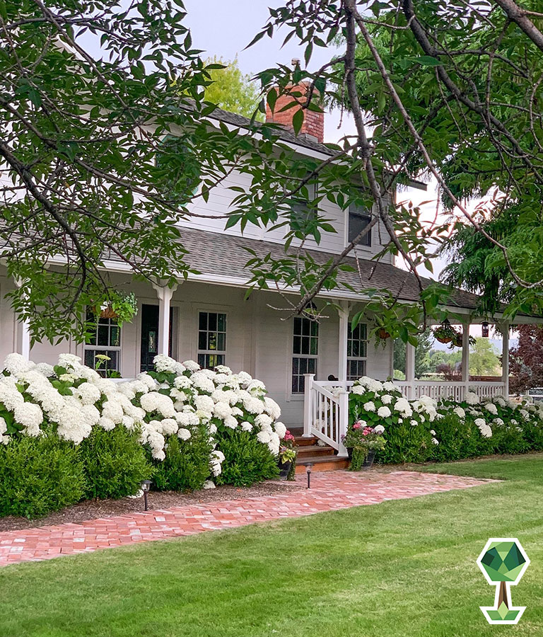 How To Grow Beautiful Hydrangeas in Idaho With Help From Skye Hamilton