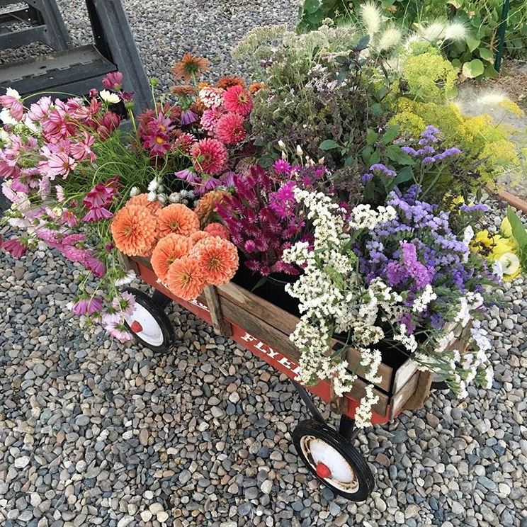 There is a pick your own flower farm in Idaho that will take your