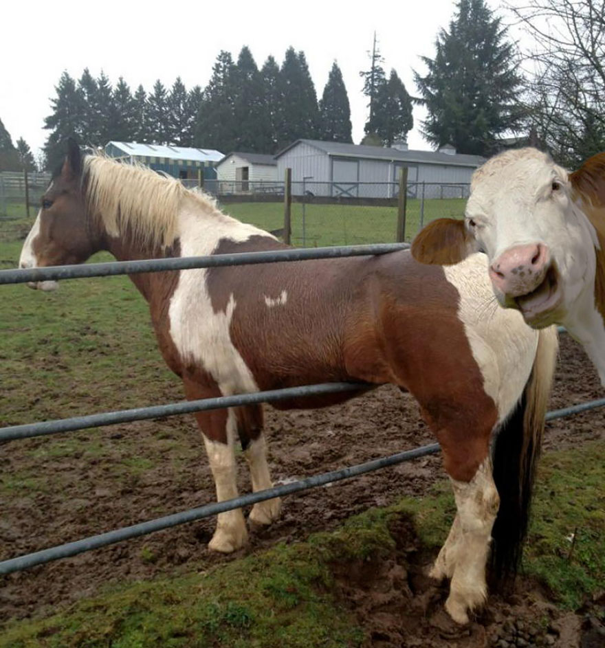14 Pictures of Animals Doing Crazy Stuff, No. 8 Will Crack You Up