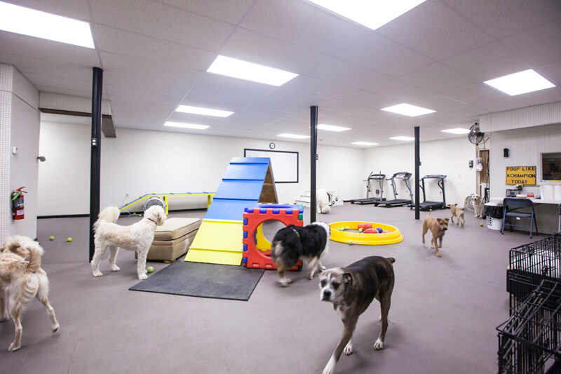 Totally Dog Dog Store Dog Products