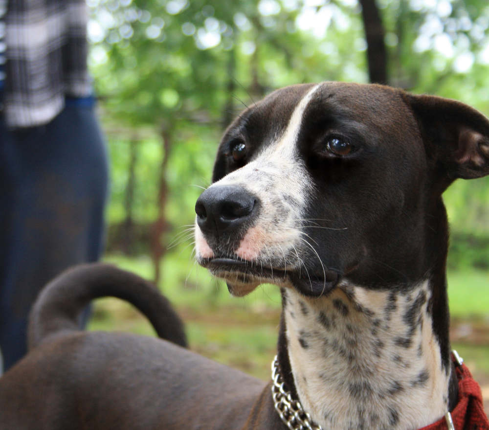 Over the threshold how to help your dog when he is excited or fearful