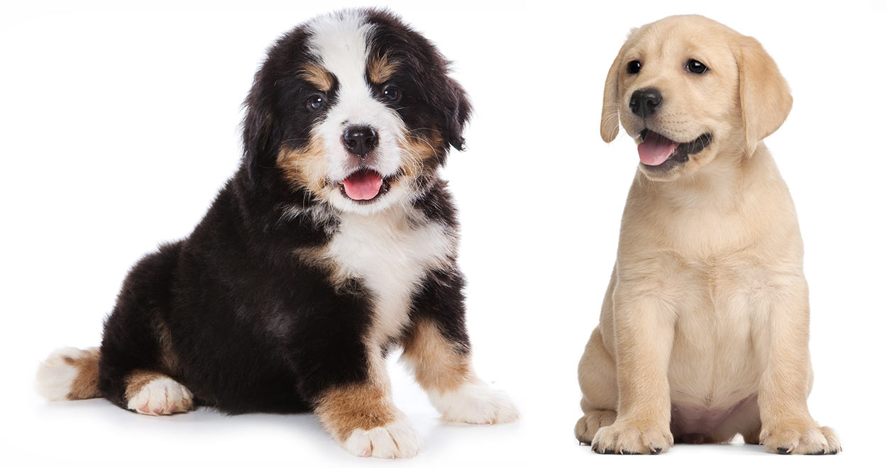 Labernese Find Out All About The Bernese Mountain Dog Lab Mix