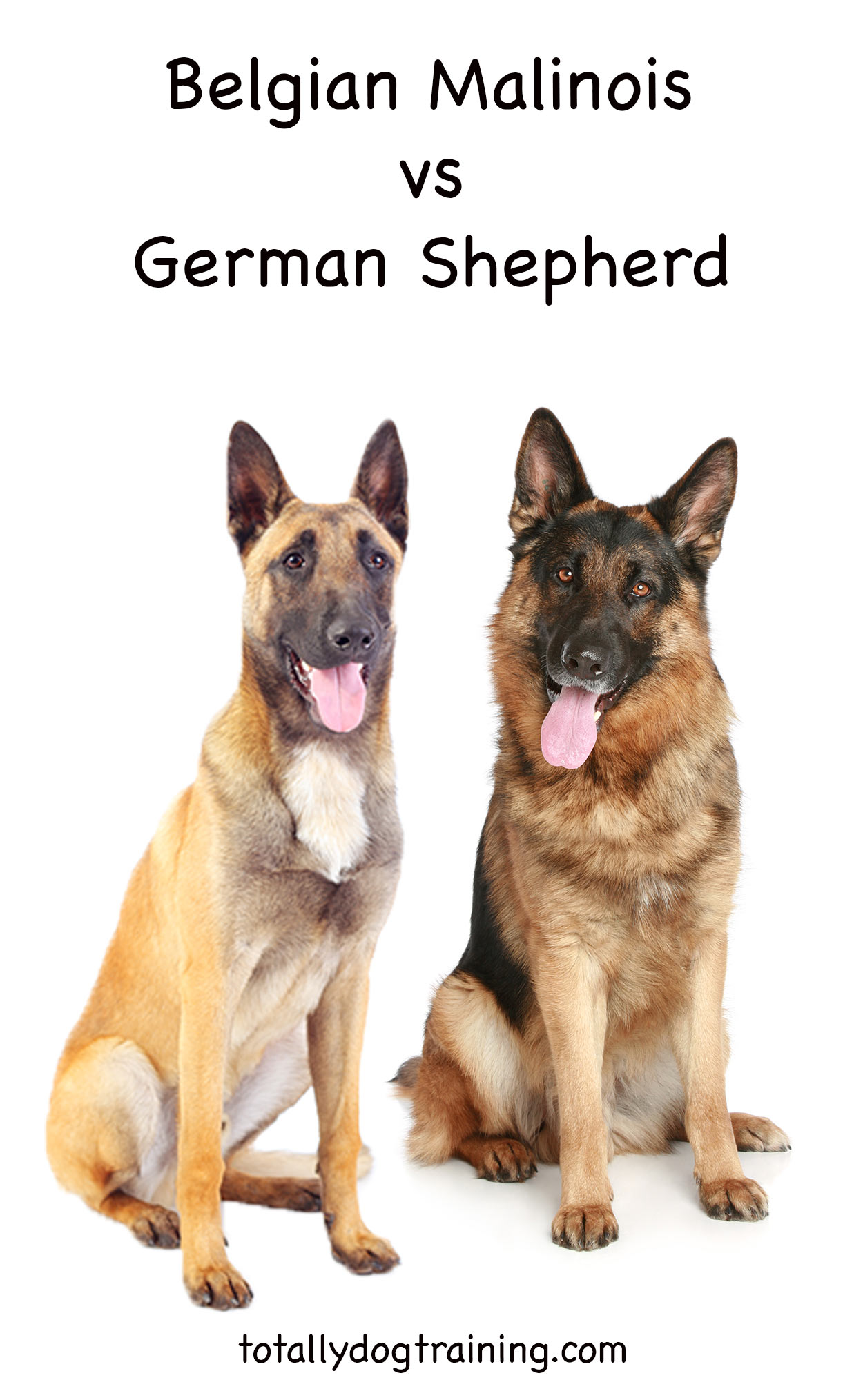 Belgian Malinois vs German Shepherd Which Is Right For You?