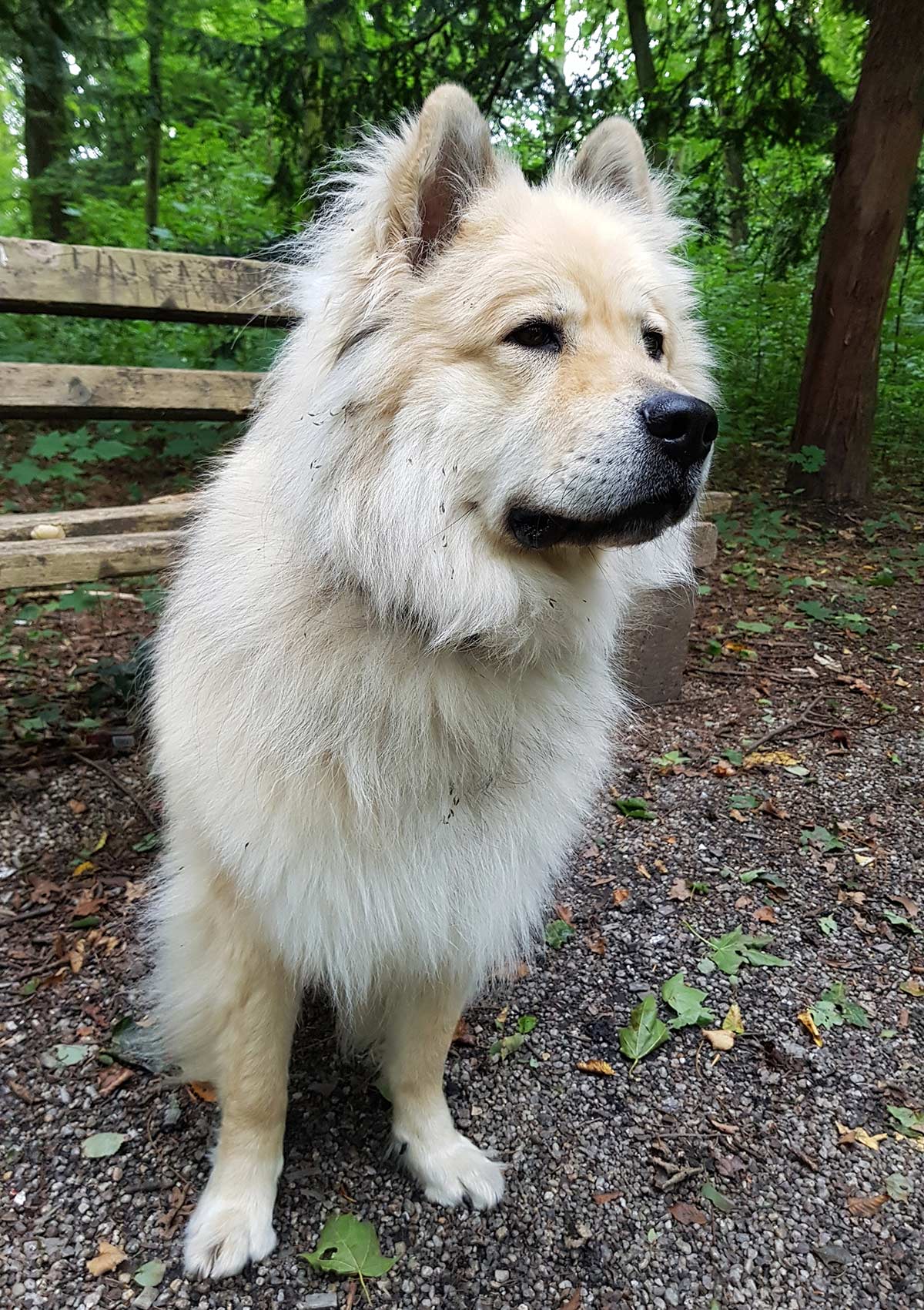 Chusky The Chow Chow Husky Mix