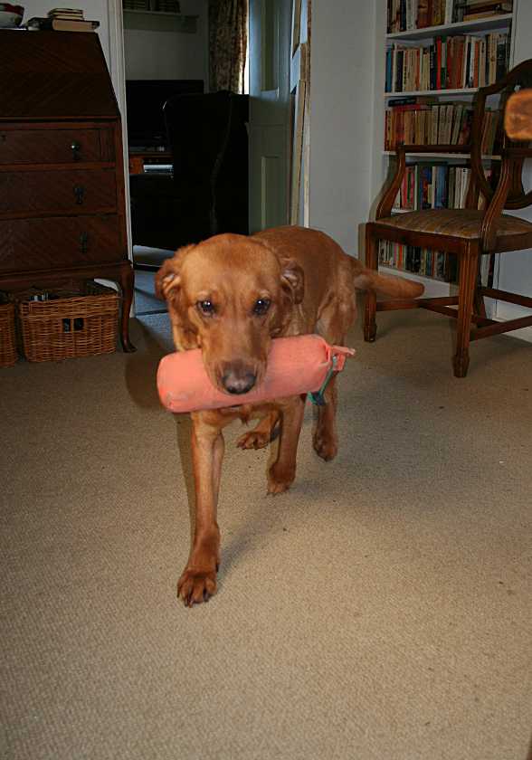 Clicker retrieve part three Totally Gundogs