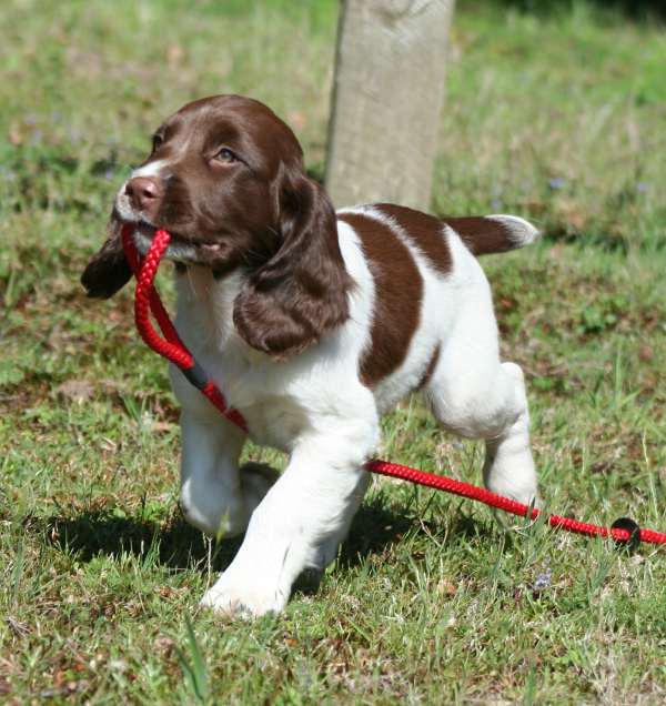 Three helpful rules for a great puppy recall Totally Gundogs