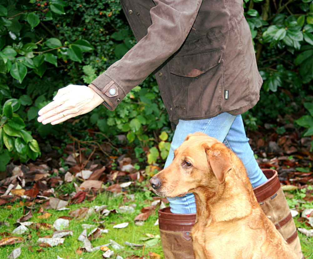 Casting and Lining Totally Gundogs