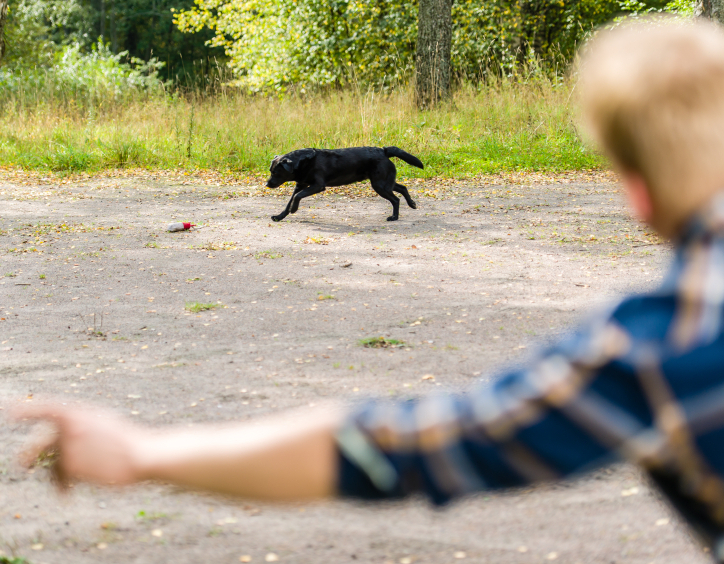 Gundog training Grade 2 casting left and right Totally Gundogs