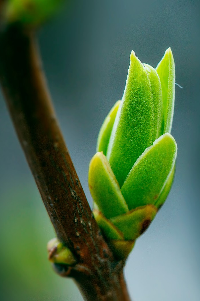 You Can Plant A Black Dragon Rose Bush And It Is