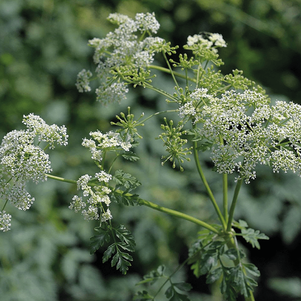 Cows Parsley or Poison Hemlock What's the difference?